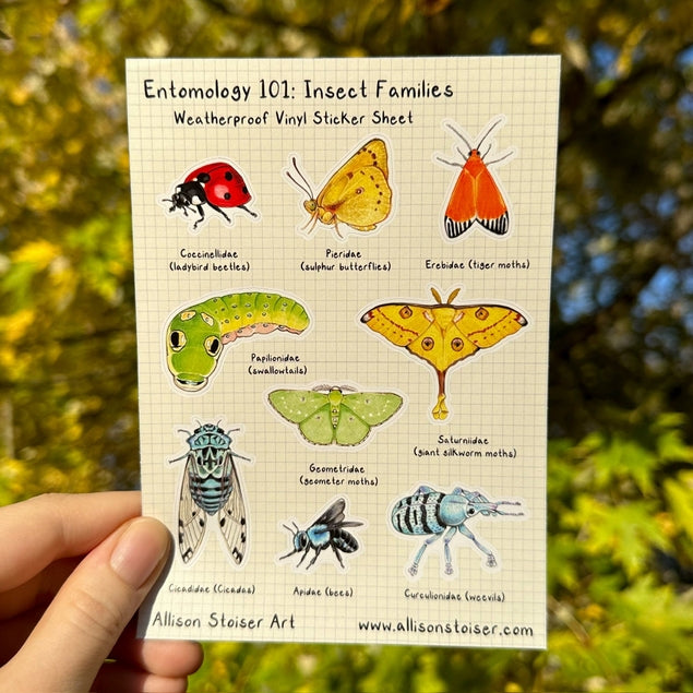 Entomología 101: Hoja de calcomanías de vinilo sobre familias de insectos