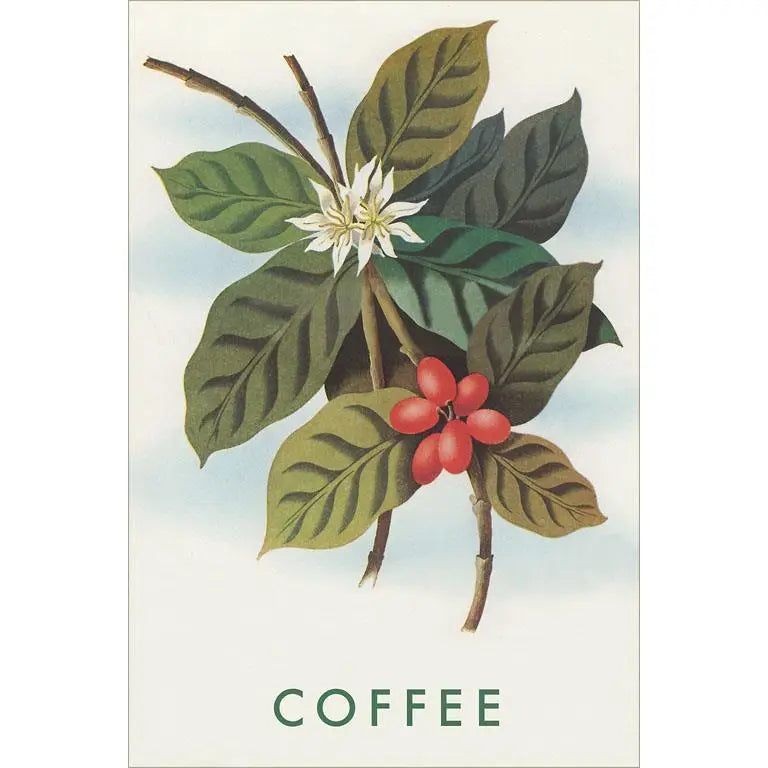 Elevate your inventory with this classic 3.5" x 5.5" postcard featuring an image from our Coffee & Tea collection titled Coffee Plant.
It captures a nostalgic, vintage-inspired aesthetic that customers love. Perfect for adding a charming, retro flair to your repertoire.