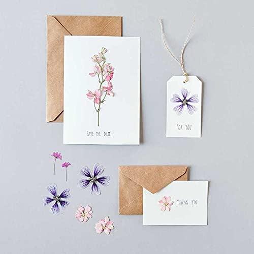 Set de flores y plantas prensadas Delphinium rosa