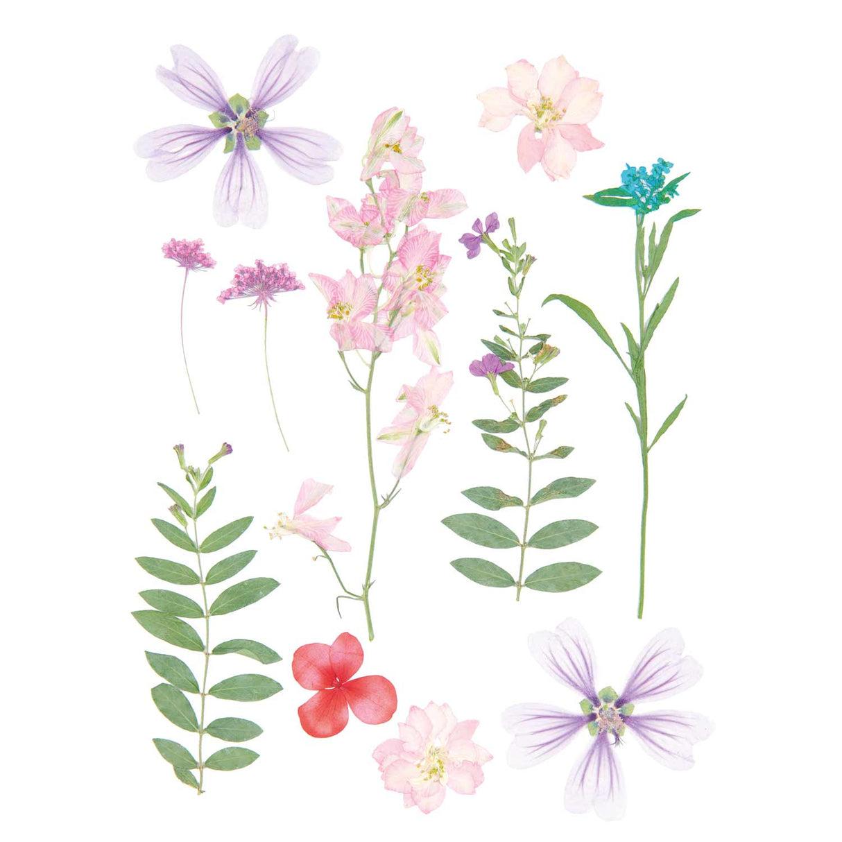 Conjunto de flores y plantas prensadas en mezcla de violeta y rosa