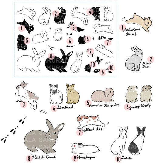 This collaboration with Moriyama, who has a wonderful shop in Ota Ward, Tokyo, and Shiko Moriyama, an illustrator who draws adorable rabbits.
"Fluffy Rabbit" is a clear stamp in the style of a rabbit's encyclopedia. It is divided into 10 types of rabbit base outline stamps, such as Netherland Dwarf, Holland Drop, and Flemish Giant, and coloring stamps that serve as patterns. You can stamp it in any color you like, so if you have a rabbit in your family, please try stamping it in the color of "my child"!
