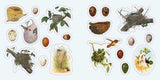 Birds: A Smithsonian Sticker Book By the Smithsonian Institution