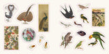 Birds: A Smithsonian Sticker Book By the Smithsonian Institution