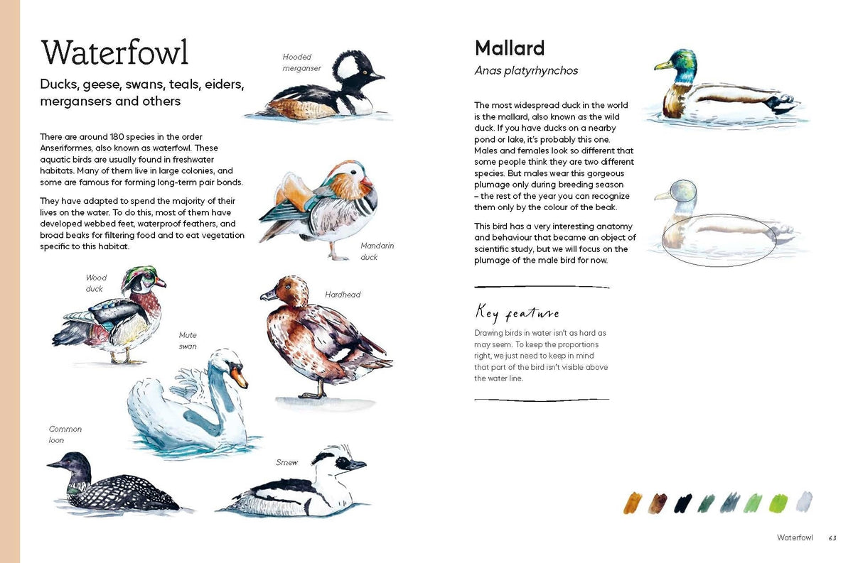 Birds in Watercolour: A Beginner's Guide to Drawing and Painting Birds

Discover the joy of drawing and painting birds with this inspiring, accessible guide for bird lovers, budding artists and nature journalers.
