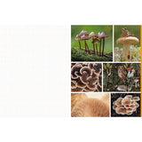 Featuring more than 400 photos and illustrations, Cut &amp; Collage Mushrooms and Fungi invites you to cut out and piece together your own works of art inspired by the treasures found on the forest floor.

Let your creativity and imagination roam free as you create collages, scrapbooks, vision boards, and more by mixing and matching vibrant colors and textures. Stunning photographs and illustrations on high-quality glossy paper showcase the beauty and magic of the fungus kingdom, including macro photography