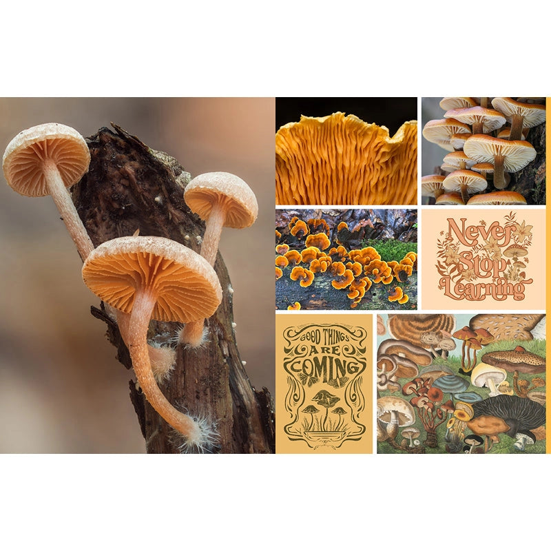 Featuring more than 400 photos and illustrations, Cut &amp; Collage Mushrooms and Fungi invites you to cut out and piece together your own works of art inspired by the treasures found on the forest floor.

Let your creativity and imagination roam free as you create collages, scrapbooks, vision boards, and more by mixing and matching vibrant colors and textures. Stunning photographs and illustrations on high-quality glossy paper showcase the beauty and magic of the fungus kingdom, including macro photography
