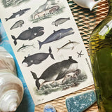 🎩🐳 Very distinguished, very deep, very delightful! This charming sheet is filled with dapper whales and curious sea creatures dressed for their grand ocean debut. With tiny top hats, monocles, and a wonderfully whimsical old-world feel, these gentle giants will bring plenty of seaside sophistication to your creations.

Top Coating: None
Adhesive Layer: Paper
Backing Layer: Paper
6.69"x3.54"
Weight: 0.03oz
1 Sheet Included