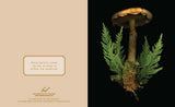 These luminous notecards capture the beauty of the forest floor, from ferns to fungi.

Share the wonders of the woods with fellow nature lovers. Julya Hajnoczky's photographs celebrate the oft-overlooked world of mushrooms, mosses, ferns, and other foraged treasures. Carefully arranged against striking black backgrounds, these portraits of biodiversity lend a fresh and sophisticated touch to your handwritten messages.