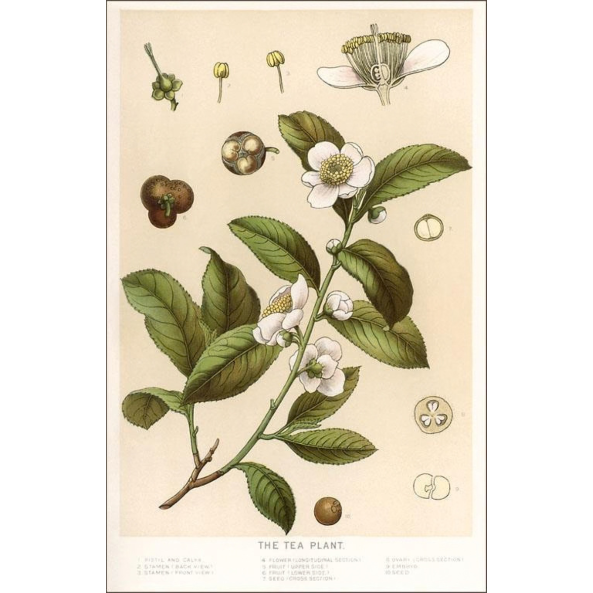 Elevate your inventory with this classic 3.5" x 5.5" postcard featuring an image from our Coffee & Tea collection titled Botanical Image of Tea Plant.