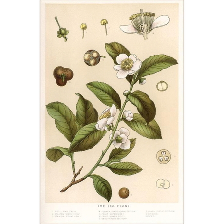 Elevate your inventory with this classic 3.5" x 5.5" postcard featuring an image from our Coffee & Tea collection titled Botanical Image of Tea Plant.