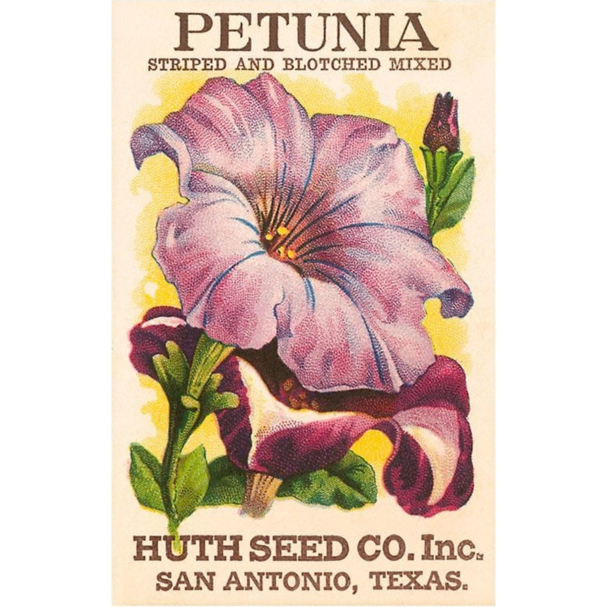Elevate your inventory with this classic 3.5" x 5.5" postcard featuring an image from our Gardening collection titled Petunia Seed Packet.