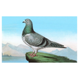 Elevate your inventory with this classic 3.5" x 5.5" postcard featuring an image from our Birds collection titled Proud Pigeon.
