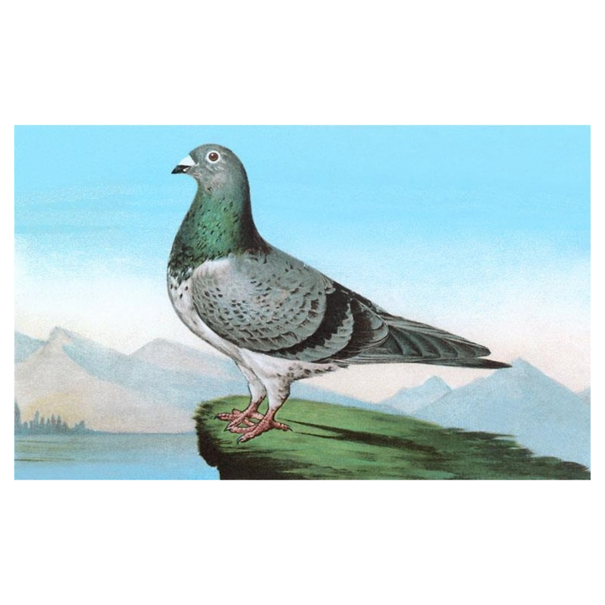 Elevate your inventory with this classic 3.5" x 5.5" postcard featuring an image from our Birds collection titled Proud Pigeon.