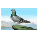 Elevate your inventory with this classic 3.5" x 5.5" postcard featuring an image from our Birds collection titled Proud Pigeon.