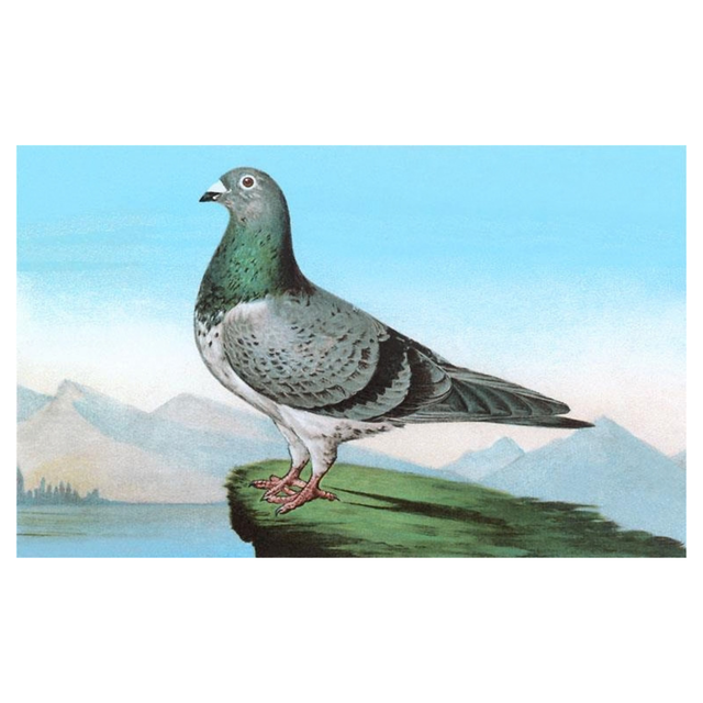 Elevate your inventory with this classic 3.5" x 5.5" postcard featuring an image from our Birds collection titled Proud Pigeon.