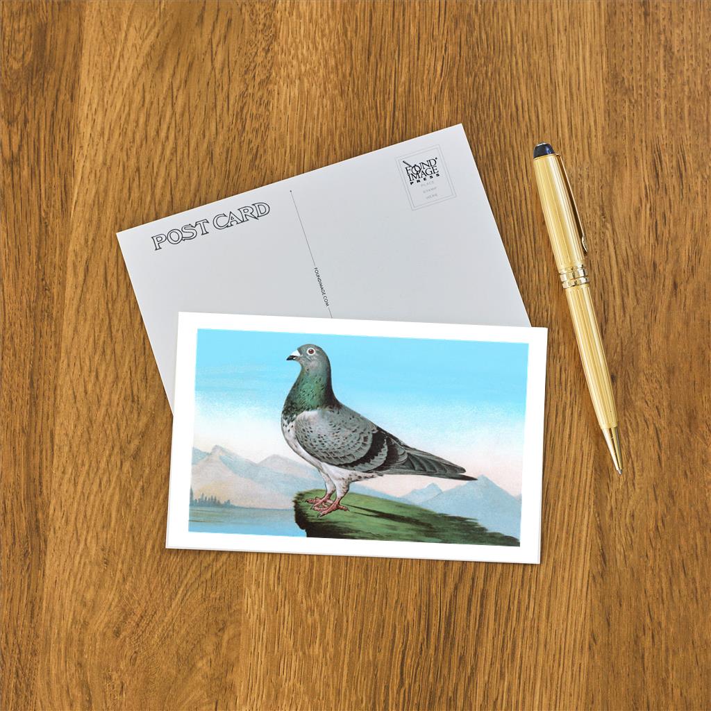 Elevate your inventory with this classic 3.5" x 5.5" postcard featuring an image from our Birds collection titled Proud Pigeon.