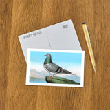 Elevate your inventory with this classic 3.5" x 5.5" postcard featuring an image from our Birds collection titled Proud Pigeon.