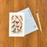 Elevate your inventory with this classic 3.5" x 5.5" postcard featuring an image from our Birds collection titled Songbirds.