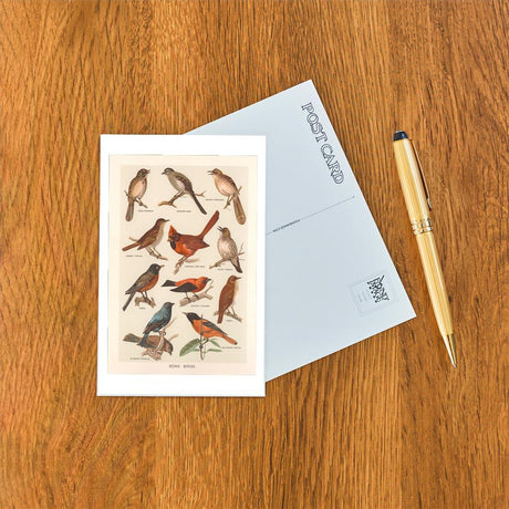 Elevate your inventory with this classic 3.5" x 5.5" postcard featuring an image from our Birds collection titled Songbirds.