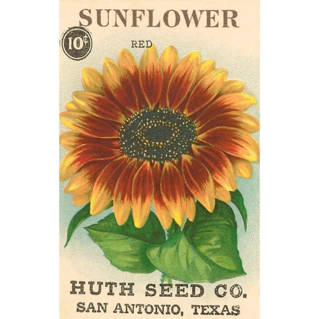 Elevate your inventory with this classic 3.5" x 5.5" postcard featuring an image from our Gardening collection titled Sunflower Seed Packet.