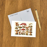 Elevate your inventory with this classic 3.5" x 5.5" postcard featuring an image from our Botanicals collection titled Varieties of Mushroom.
