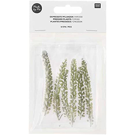 Set de flores y plantas prensadas Berro