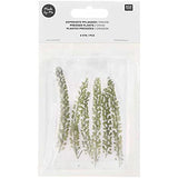 Set de flores y plantas prensadas Berro