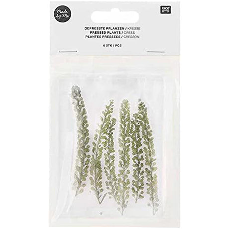 Set de flores y plantas prensadas Berro