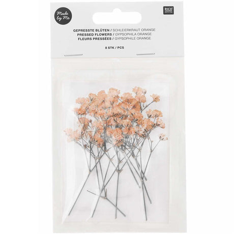 Set de flores y plantas prensadas Gypsophilia Peach