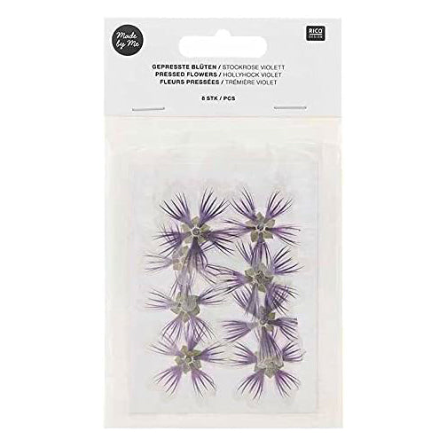 Set de flores y plantas prensadas Malva dulce violeta