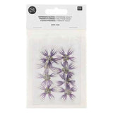 Set de flores y plantas prensadas Malva dulce violeta