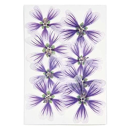 Set de flores y plantas prensadas Malva dulce violeta